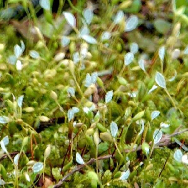 Moenchia erecta Flower