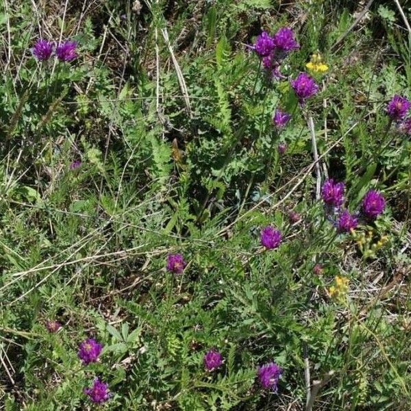 Astragalus onobrychis Flor