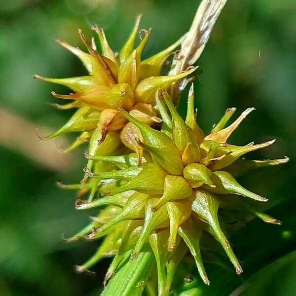 Carex flava Flower