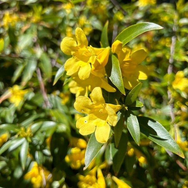 Gelsemium sempervirens Кветка