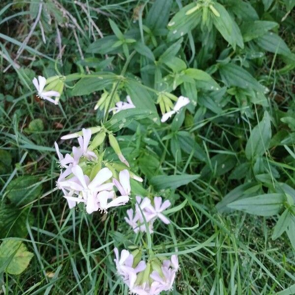 Saponaria officinalis Hábitos