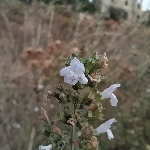 Clinopodium nepeta Цветок