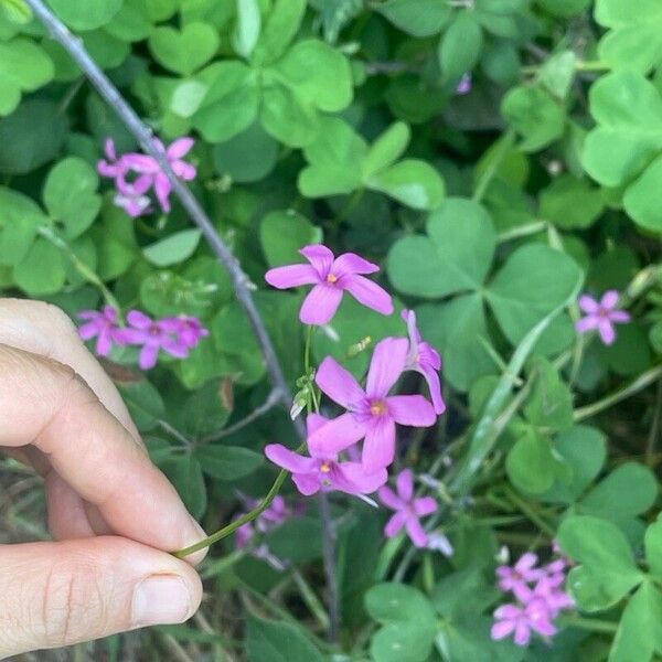 Oxalis debilis Flower