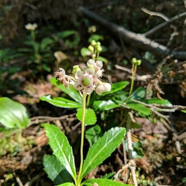 Chimaphila umbellata Flower