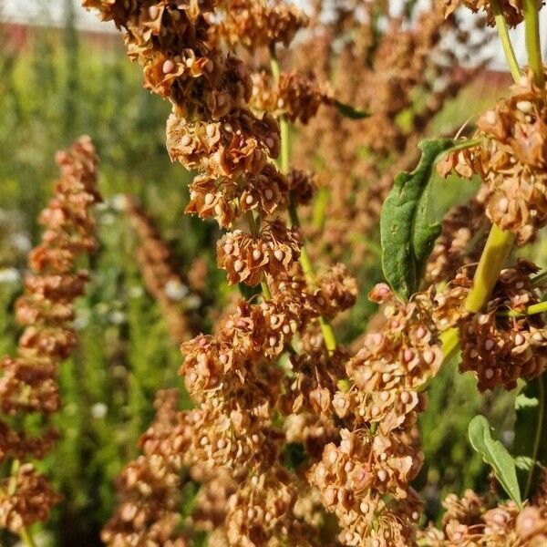 Rumex aquaticus 花