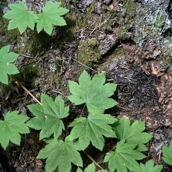 Acer circinatum Leaf