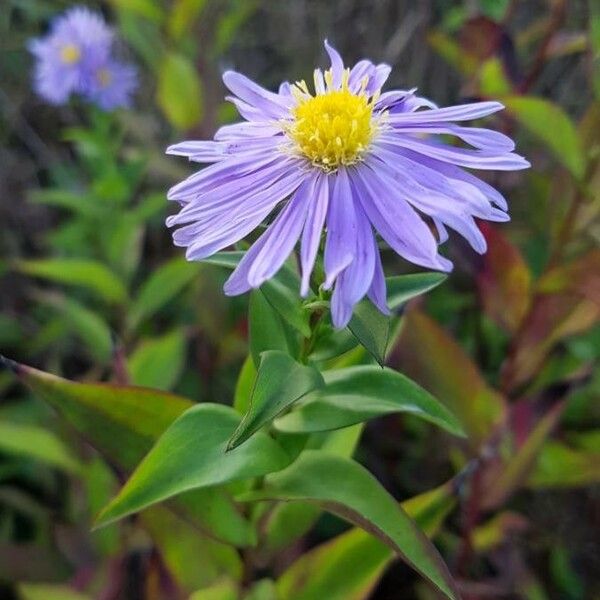 Aster amellus Flower