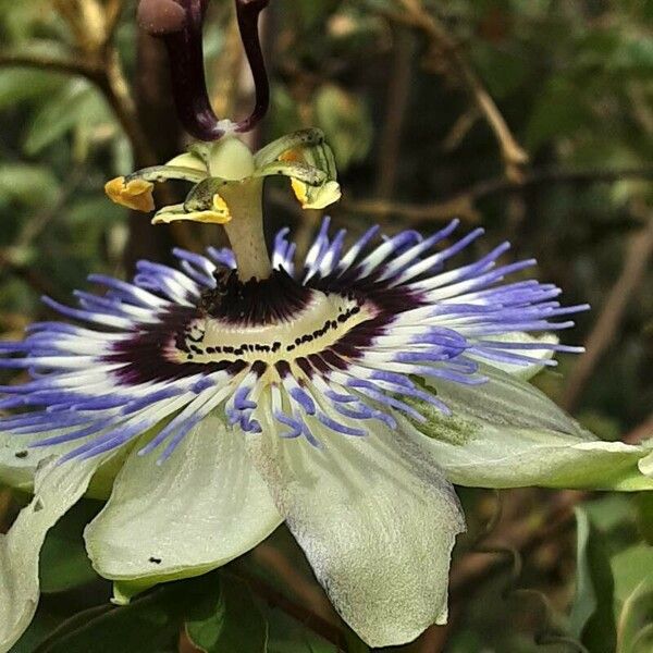 Passiflora edulis ᱵᱟᱦᱟ