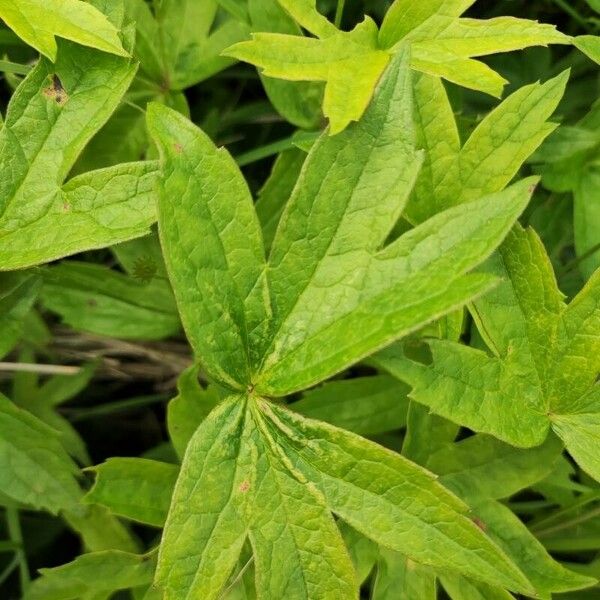 Anemonastrum canadense Leaf