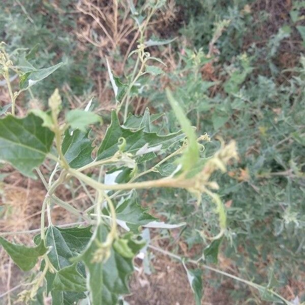 Atriplex micrantha Blodyn