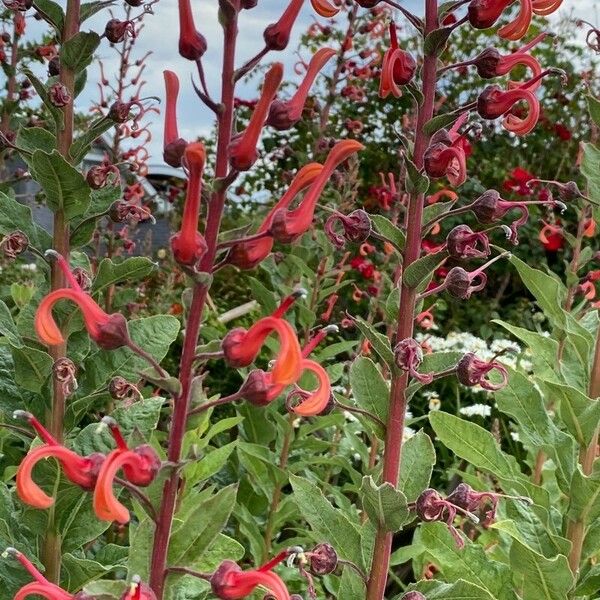 Lobelia tupa Flower