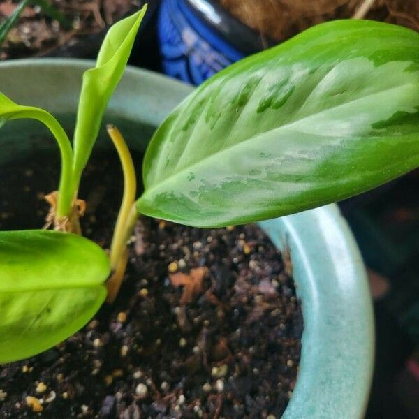 Aglaonema commutatum Folla