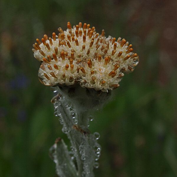 Antennaria lanata Ffrwyth