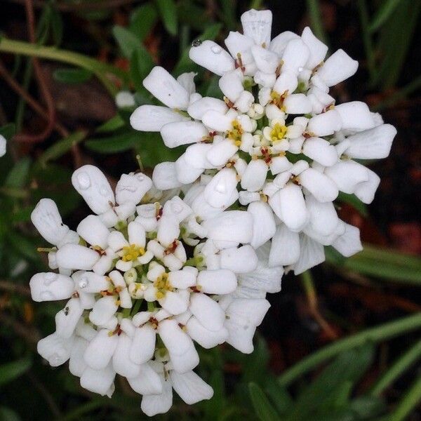 Iberis sempervirens Цвят