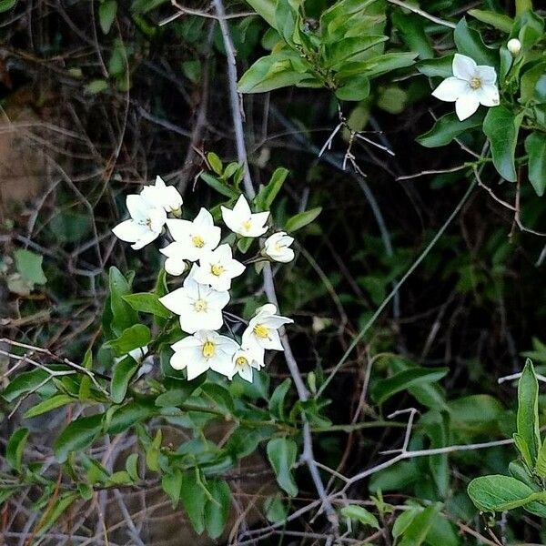 Solanum laxum Flor