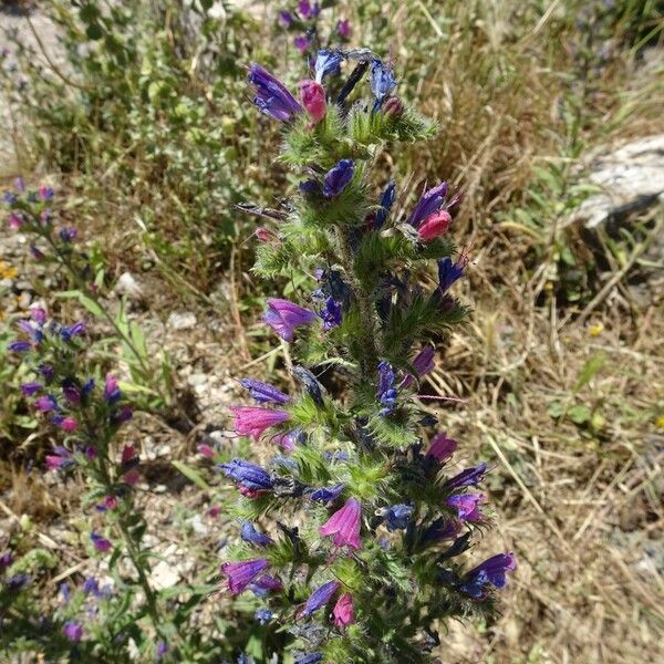 Echium vulgare Lorea