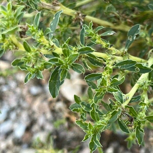 Amaranthus albus Květ