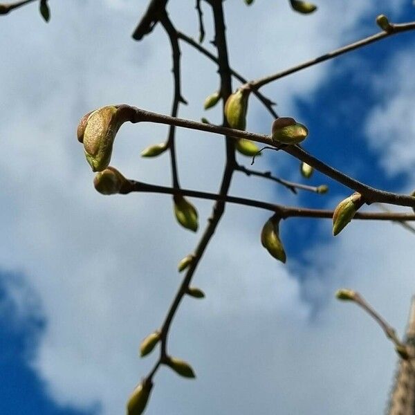 Populus × canescens অন্যান্য