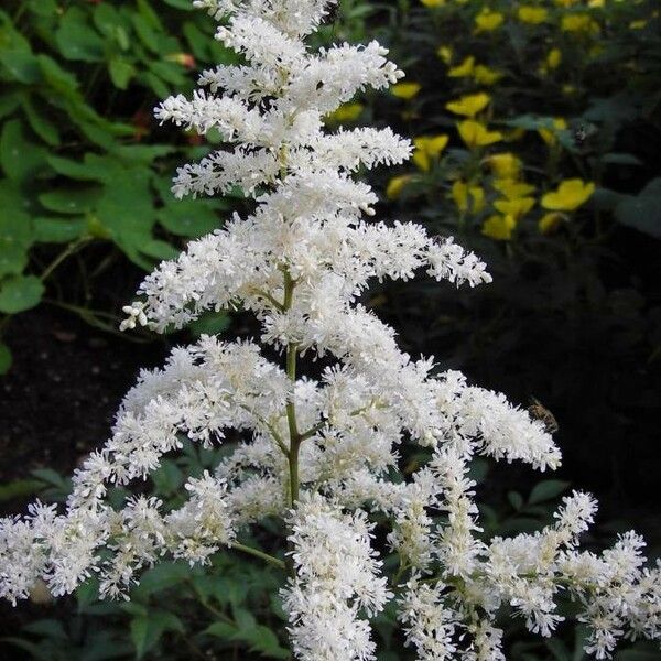 Sorbaria kirilowii Flower