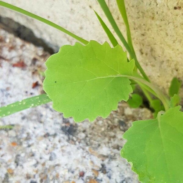 Brassica napus Leaf