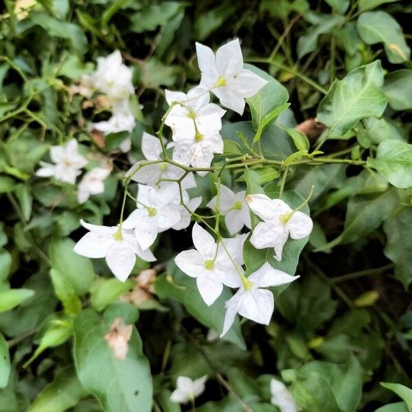 Solanum laxum Fulla