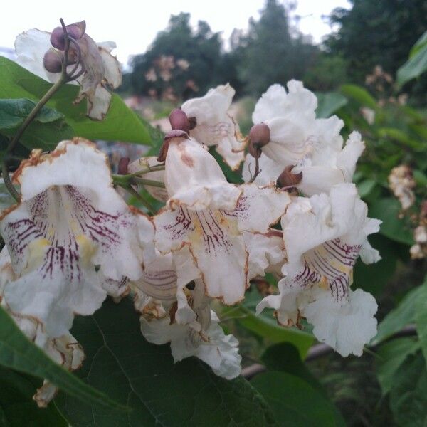 Catalpa bignonioides Kukka