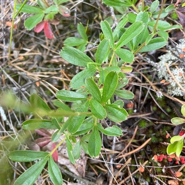 Sibbaldia tridentata Лист