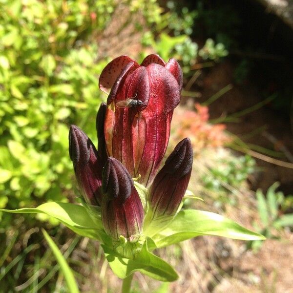 Gentiana purpurea Blüte