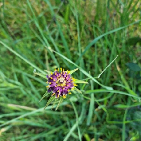 Tragopogon porrifolius Çiçek