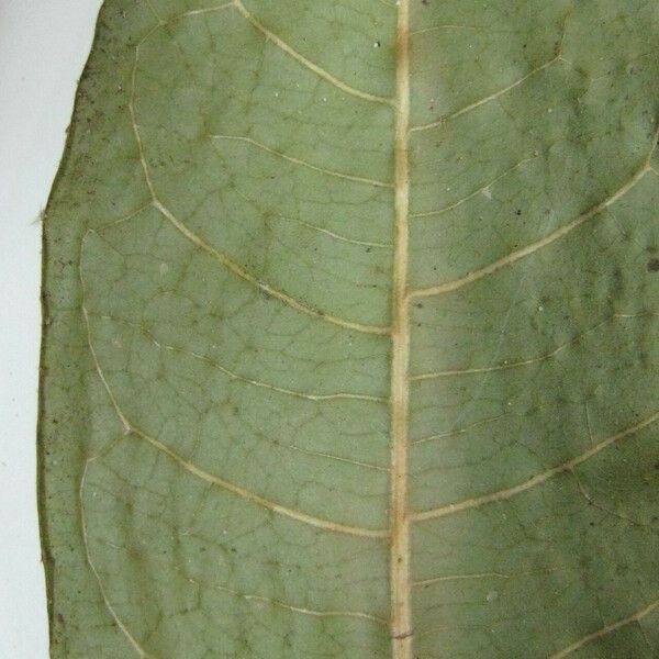 Faramea corymbosa Alia