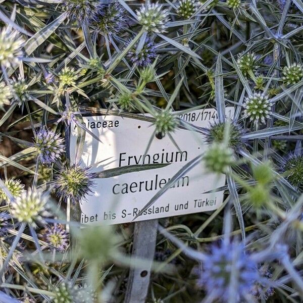 Eryngium caeruleum Άλλα