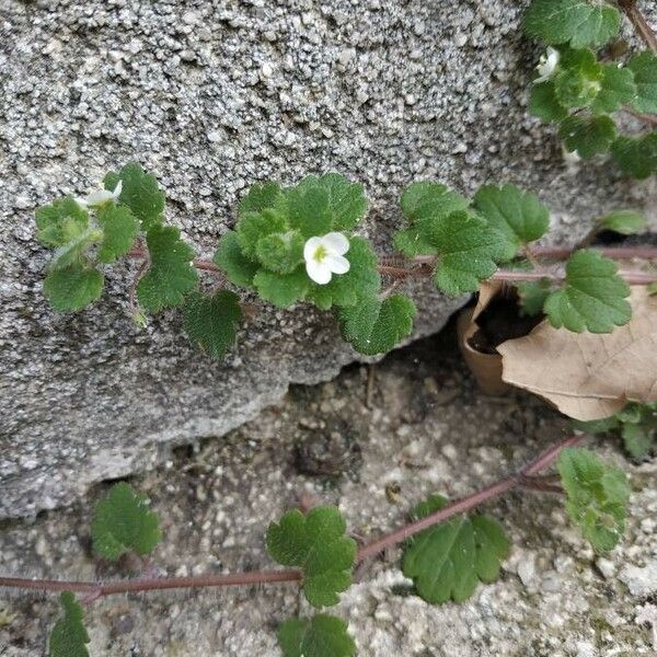 Veronica cymbalaria Blomst