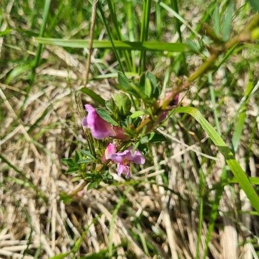 Chamaecytisus purpureus Žiedas