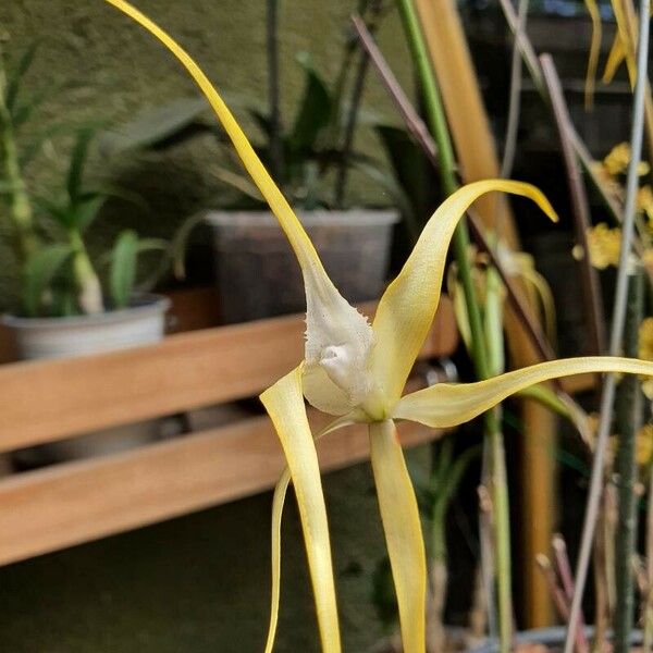 Brassavola cucullata Blomma