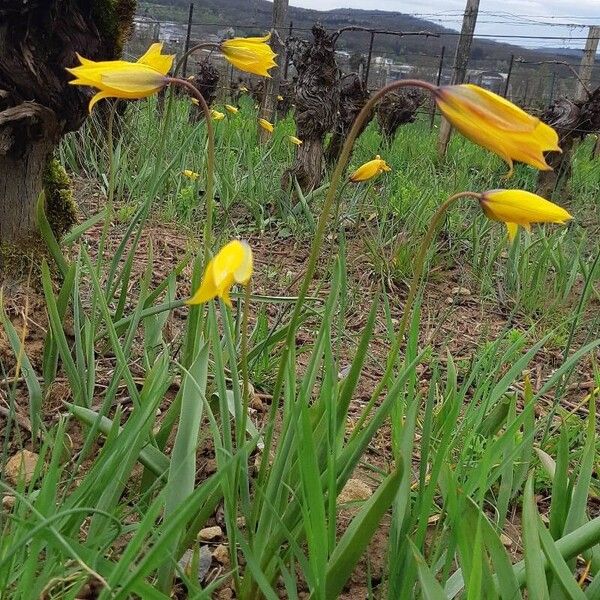 Tulipa sylvestris Flower