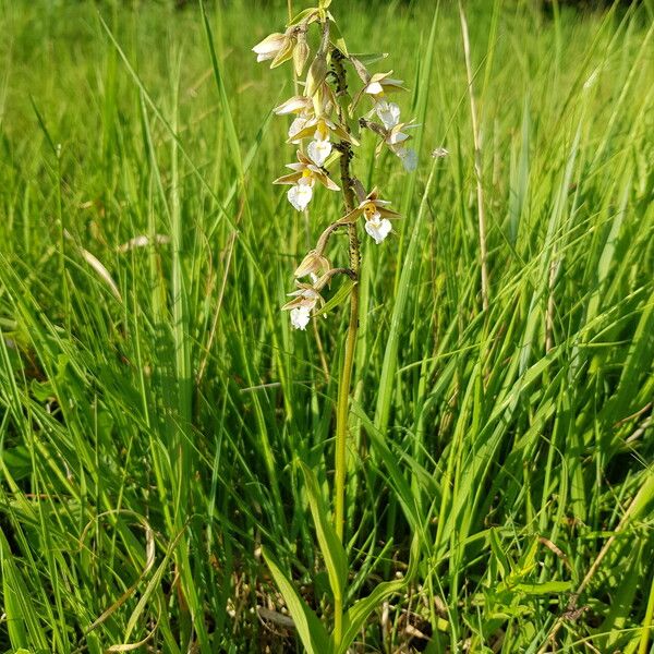 Epipactis palustris Flor