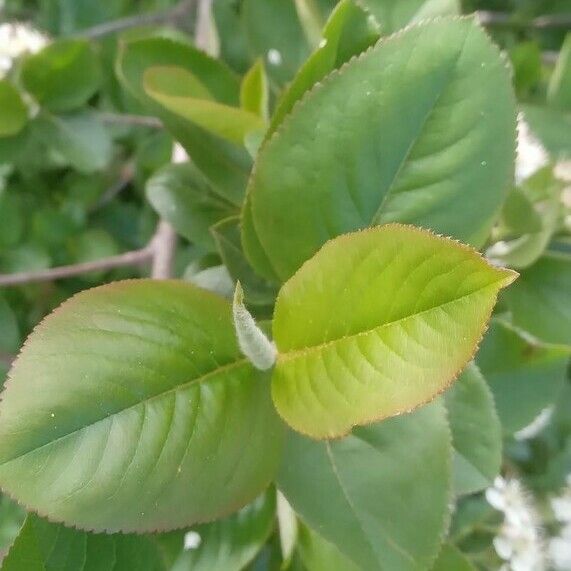 Aronia melanocarpa Leaf