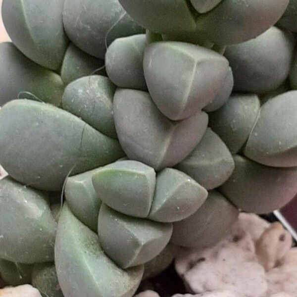 Gibbaeum petrense Hostoa