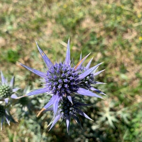 Eryngium bourgatii 花