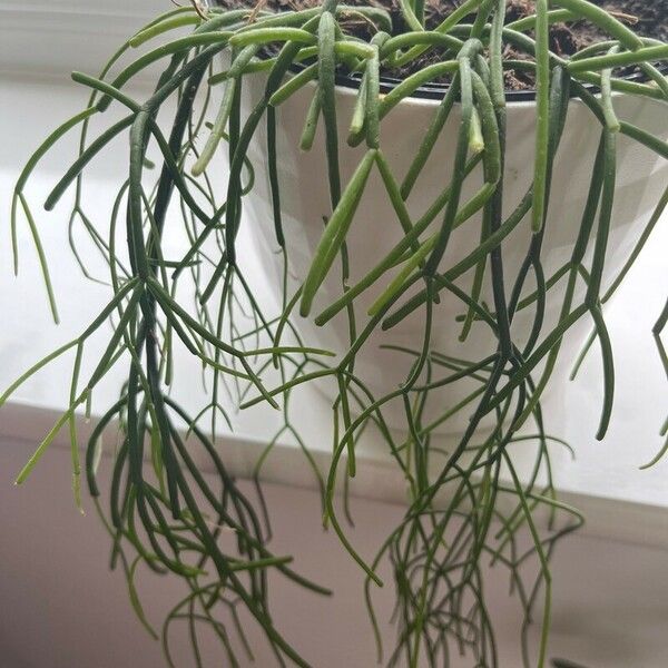 Rhipsalis baccifera Leaf