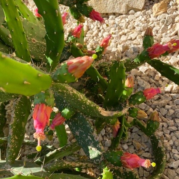 Nopalea cochenillifera Blüte