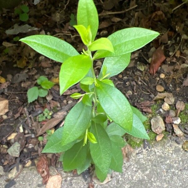 Phlox paniculata 葉