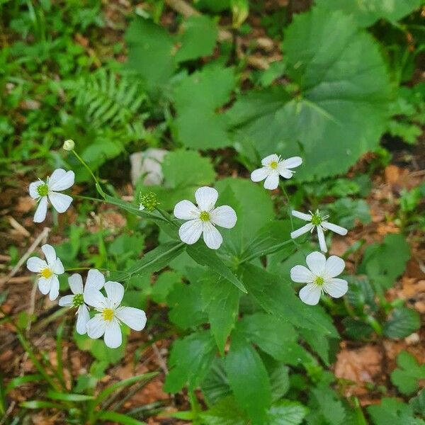 Ranunculus platanifolius Blüte