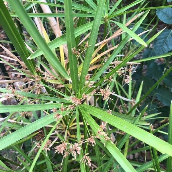 Cyperus alternifolius Foglia