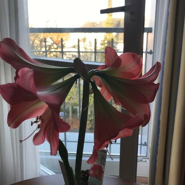 Hippeastrum reginae ᱵᱟᱦᱟ