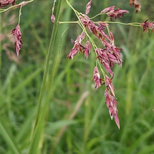 Sorghum halepense Flower