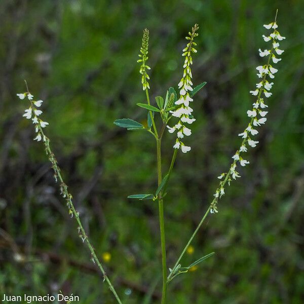 Melilotus albus Květ