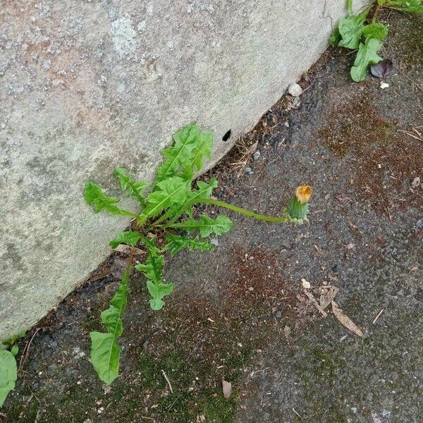 Taraxacum sect. Taraxacum List