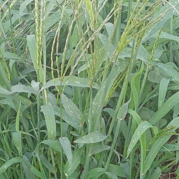 Digitaria ciliaris عادت داشتن