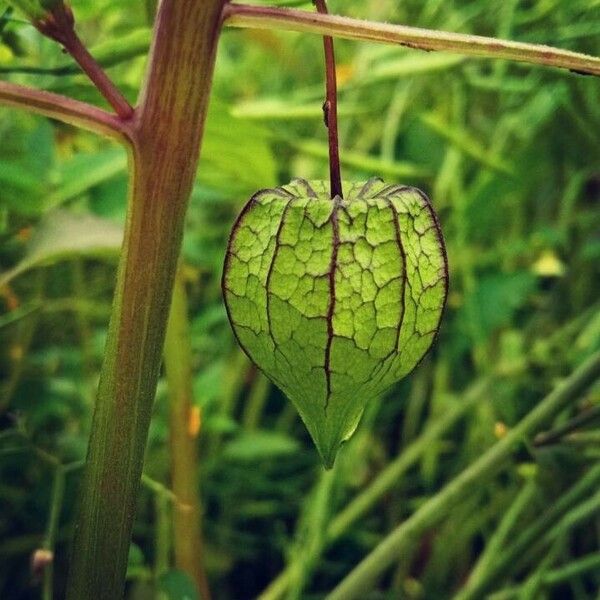 Physalis angulata Vrucht